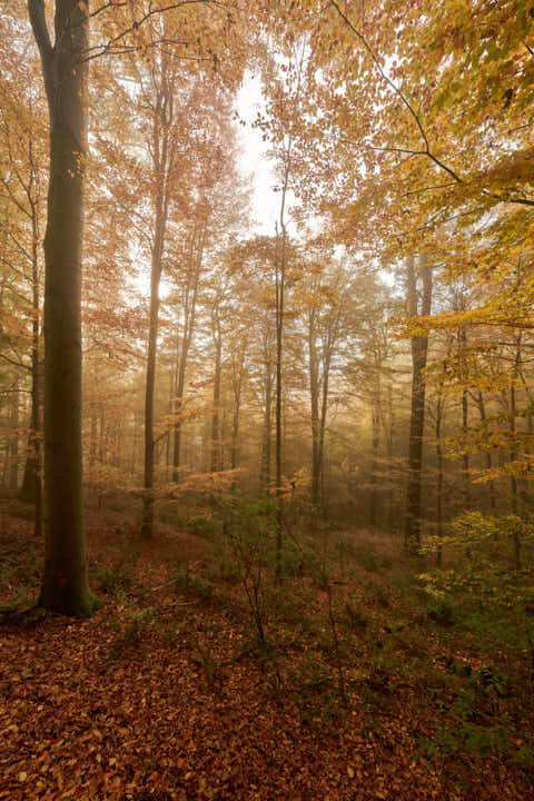 Gemeinde Bad_Griesbach Landkreis Passau Waldstück St2116 Herbst (Dirschl Johann) Deutschland PA